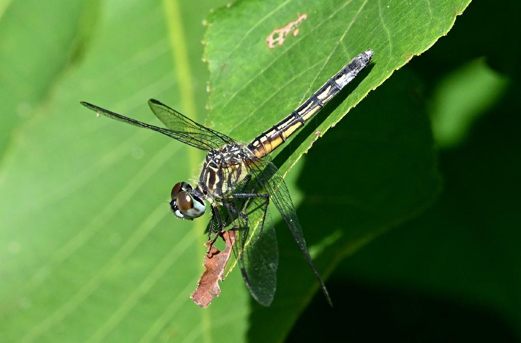 2025-07229807 Wachusett Meadow, MA.JPG - Blue Dasher Dragonfly. Wachusett Meadow Wildlife Sanctuary, MA, 7-22-2025